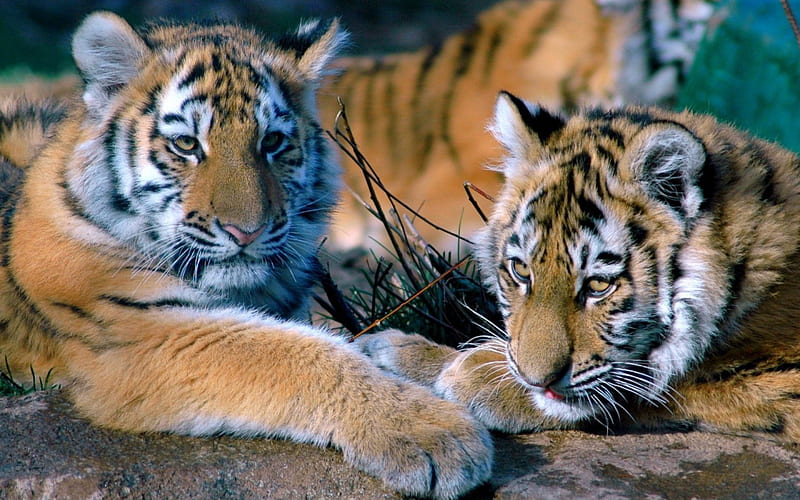 Bengal tiger lying on the rock relax on summer day in the national park -  male royal tiger.