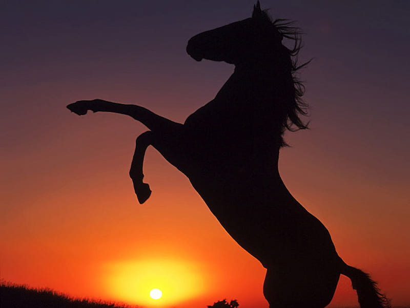 Horse in the sunset, cavalo, sunset, horse, animal, HD wallpaper