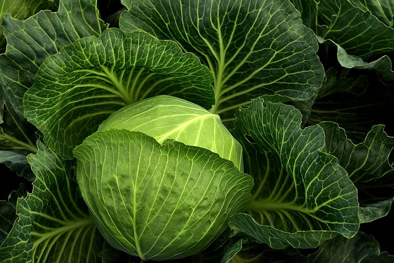 Healthy foods_Cabbage, cabbage, minerals, leaves, graphy, green, food, healthy, vitamins, HD wallpaper