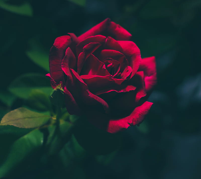 Rose, dark, flower, red, HD wallpaper | Peakpx