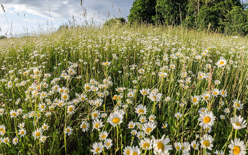 Daisies in Latvia, summer, Latvia, daisies, meadow, HD wallpaper