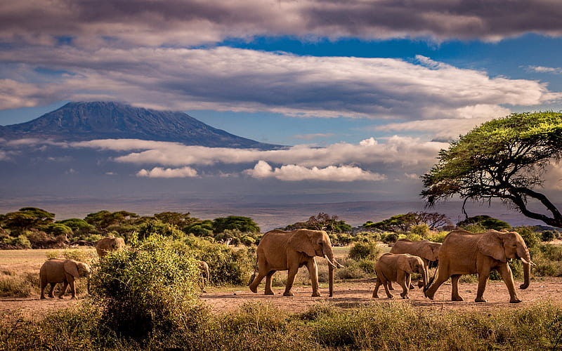 elephants, wildlife, Africa, elephant family, african elephants, mountain landscape, HD wallpaper