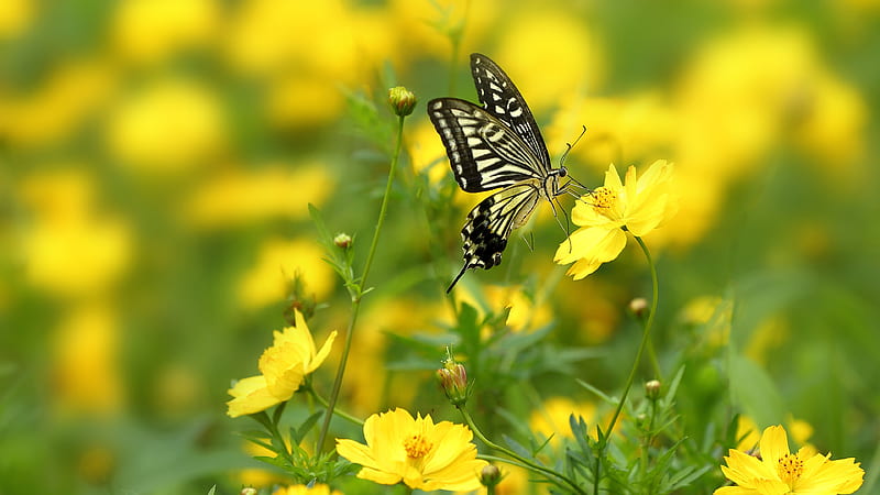 Butterfly Is Sitting On Yellow Flower With Shallow Background Of Flowers Birds, HD wallpaper
