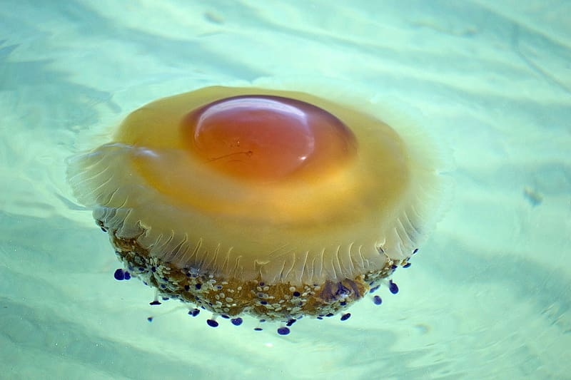 Fried Egg Jellyfish, animal, jellyfish, egg, fried, HD wallpaper