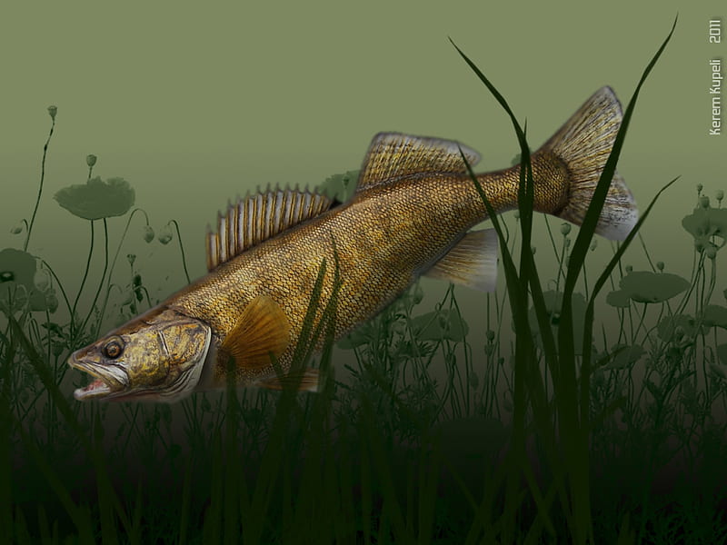 HD freshwater fish wallpapers