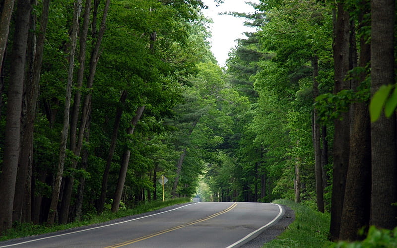 Country Road Lined with trees, HD wallpaper