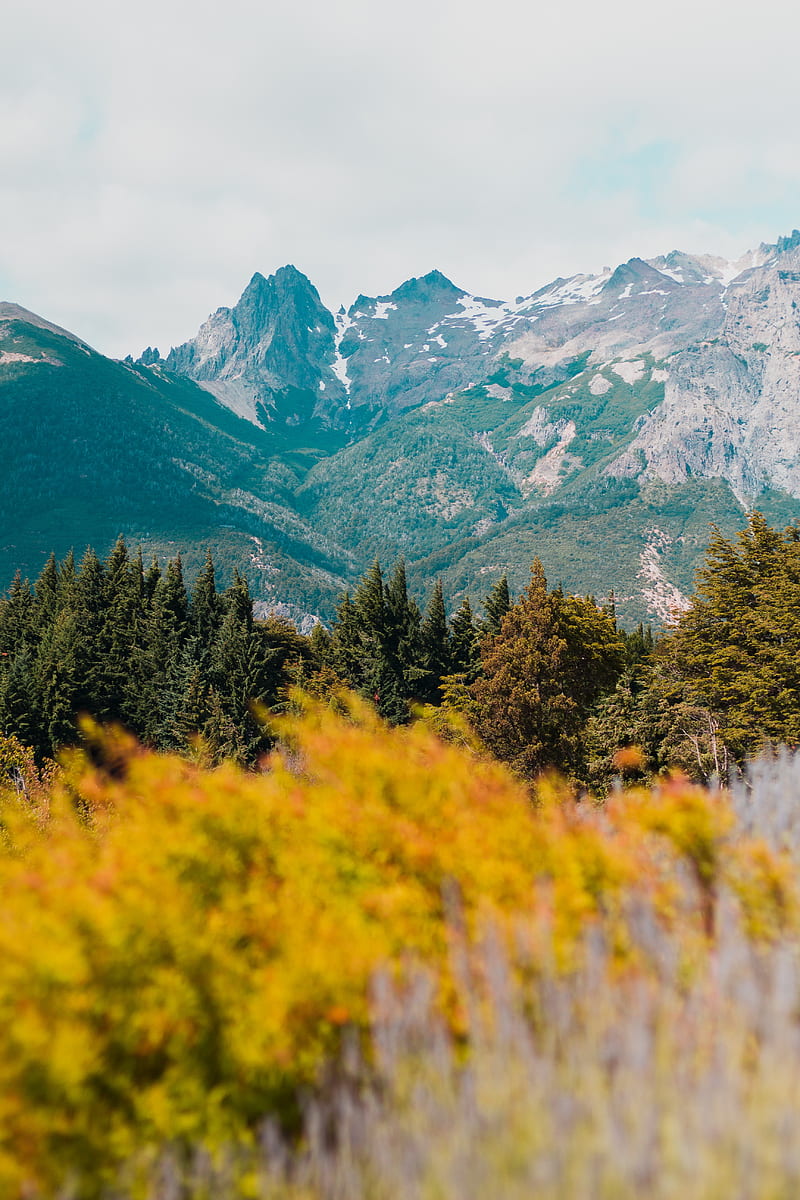 mountains, grass, blur, flowers, bariloche, argentina, HD phone wallpaper