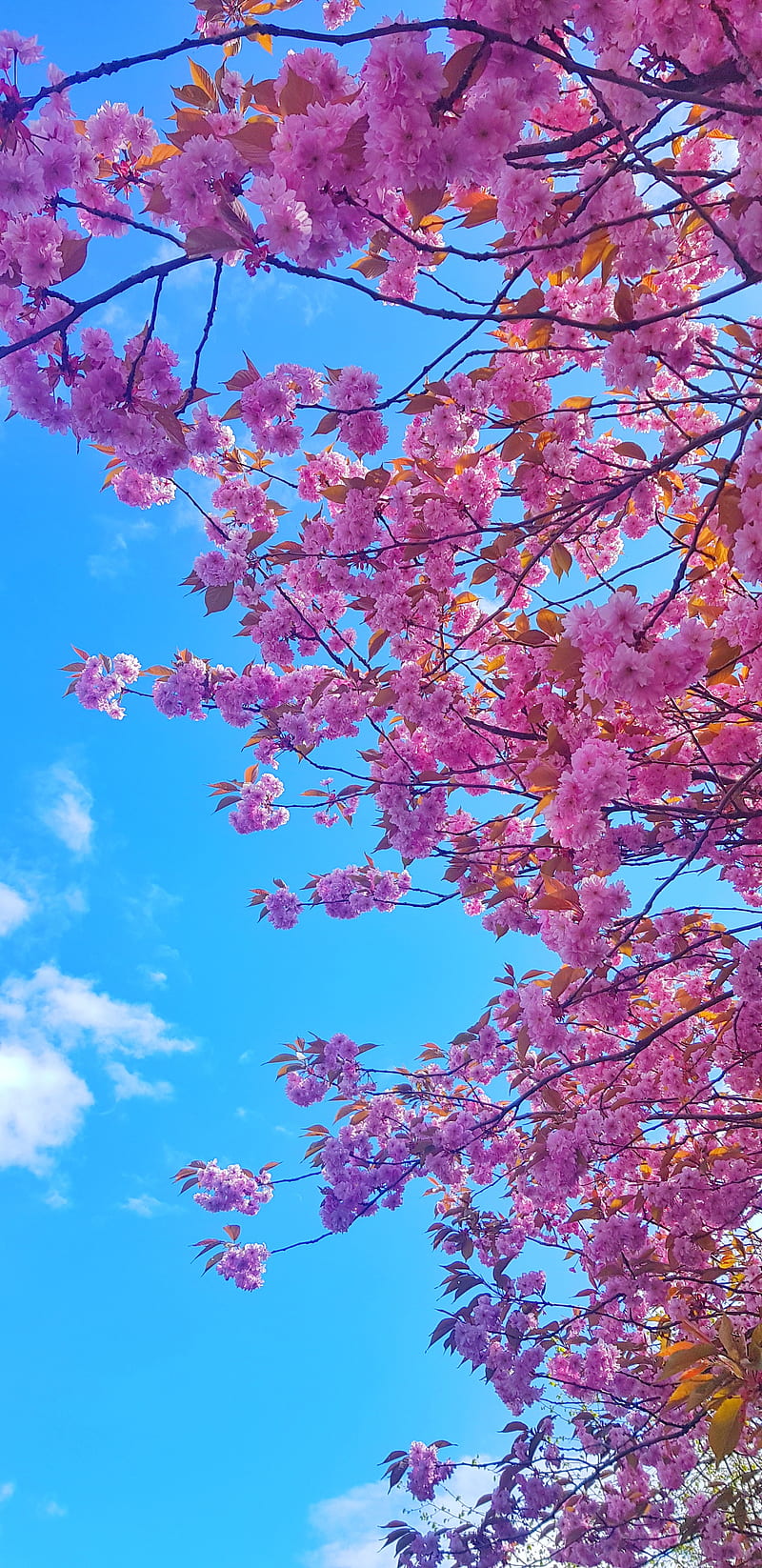 Cherry blossoms, bloom, blossom, flowers, flowers, pink, sky, tree, HD phone wallpaper