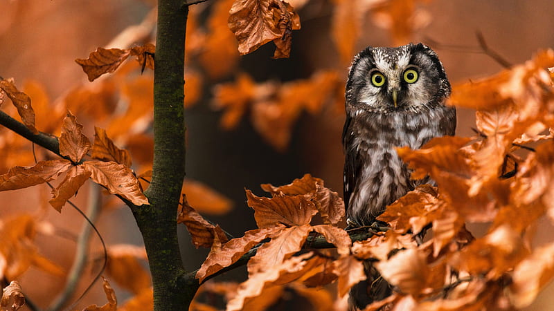 Owl On Branch Of Dry Leafed Tree Owl, HD wallpaper