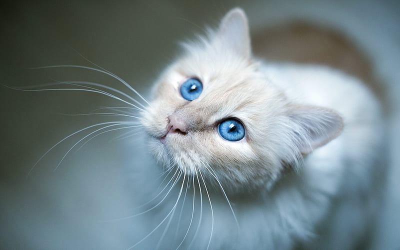 Whiskers, Cat, Blue Eyes, Ktten, bonito, White, Animals, HD wallpaper ...