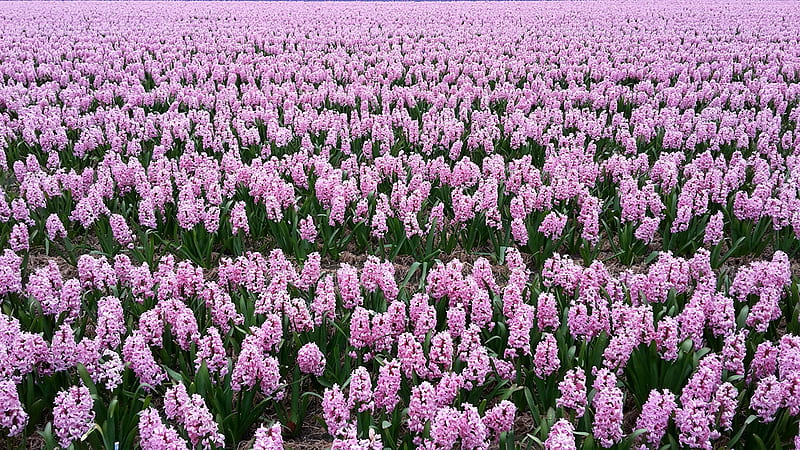 Wallpaper Hyacinth, Flower, Grape Hyacinth, Tulip, Flowering Plant,  Background - Download Free Image