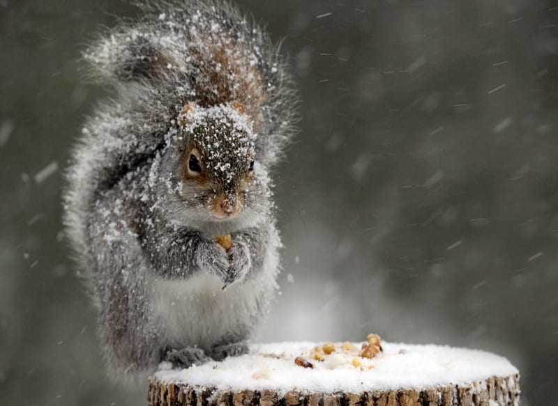 Grey Squirrels, Snow, Winter, Squirrels, Nuts, HD wallpaper