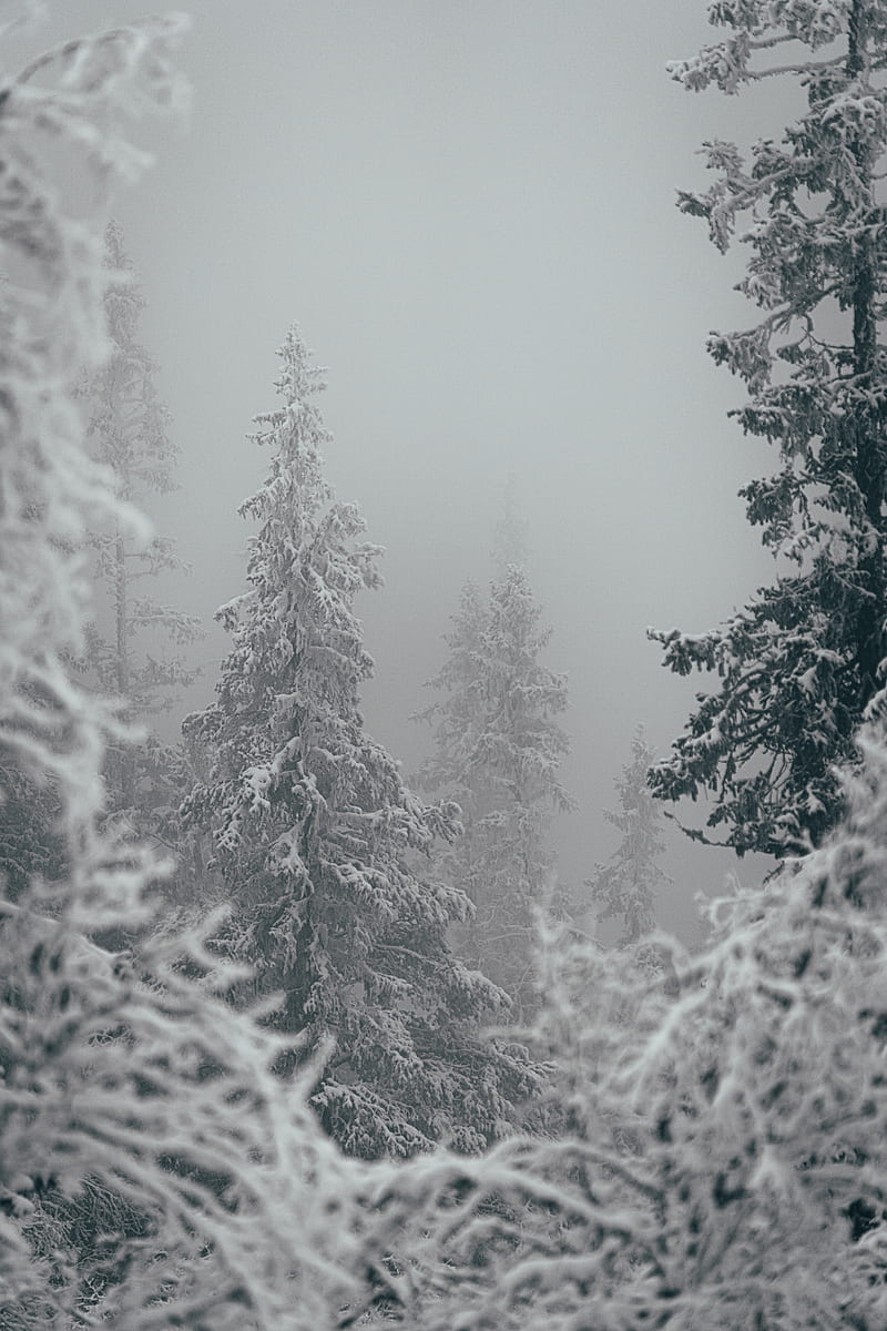 trees, snow, winter, blizzard, HD phone wallpaper