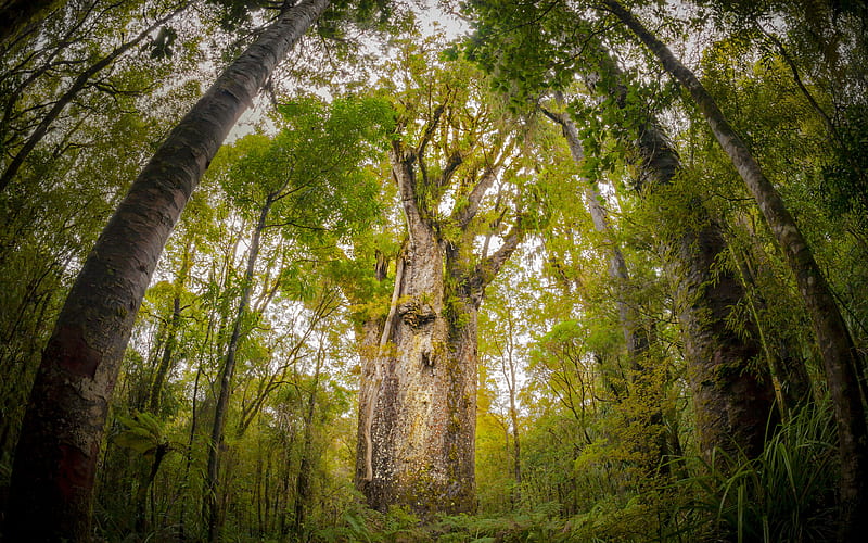 Kauri Tree New Zealand 2020 Bing, HD wallpaper