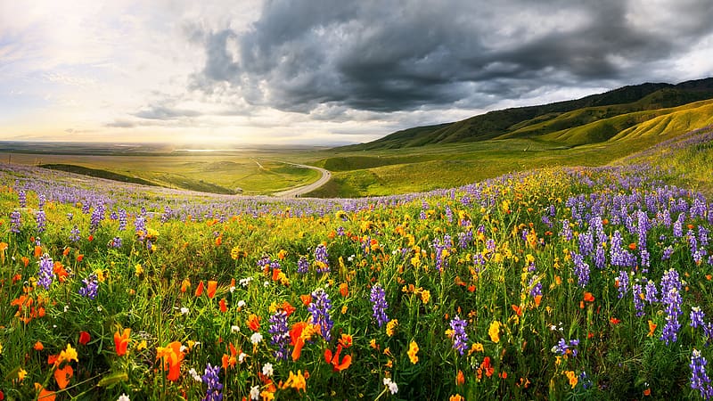 Valley Flowers, nature, flowers, graphy, valley, HD wallpaper | Peakpx