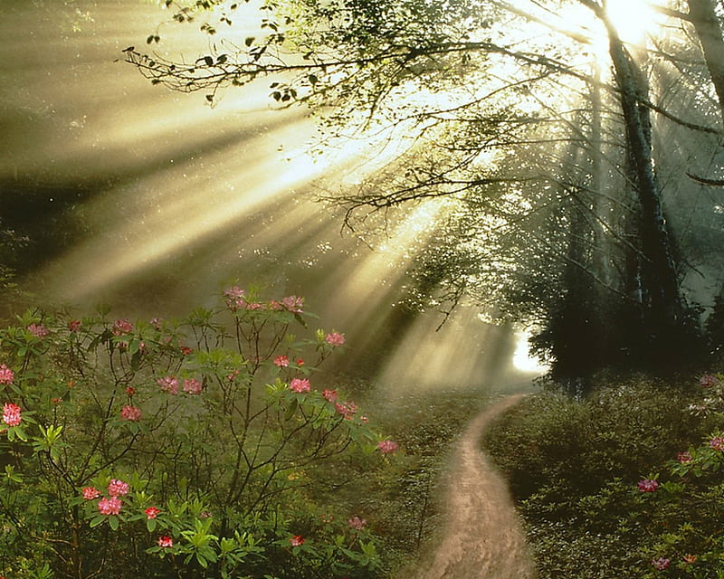 Beautiful Sunbeams Sunbeams Path Nature Trees Hd Wallpaper Peakpx