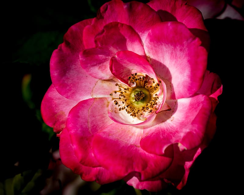 rosehip, flower, petals, pink, macro, HD wallpaper