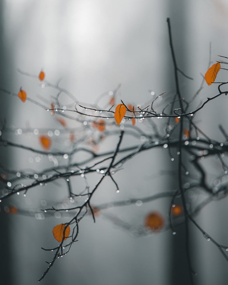 branches, leaves, drops, macro, wet, rain, HD phone wallpaper