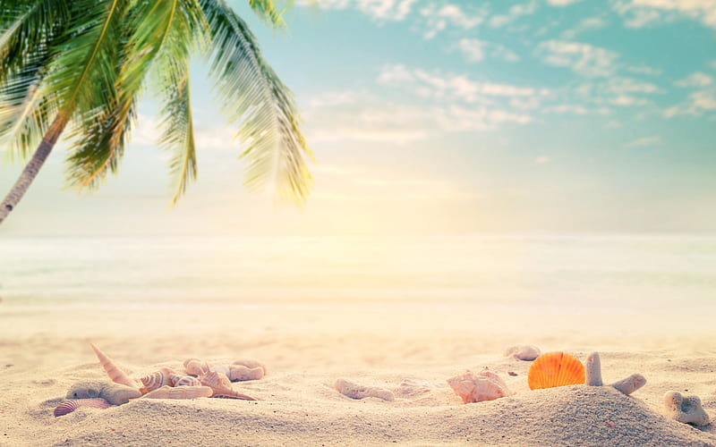tropical islands, sand, beach accessories, seashells, palm trees, starfish, travel concepts, HD wallpaper