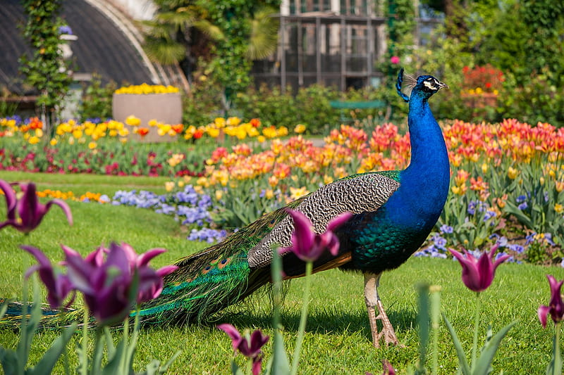 Peacock, pasare, green, bird, paun, summer, flower, garden, tulip, blue, HD wallpaper