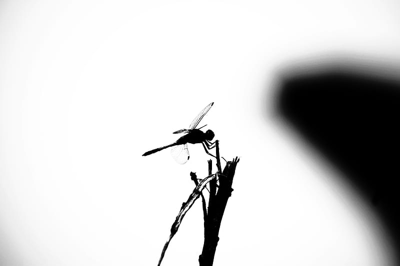 Dragonfly , black, dark, grig, HD wallpaper
