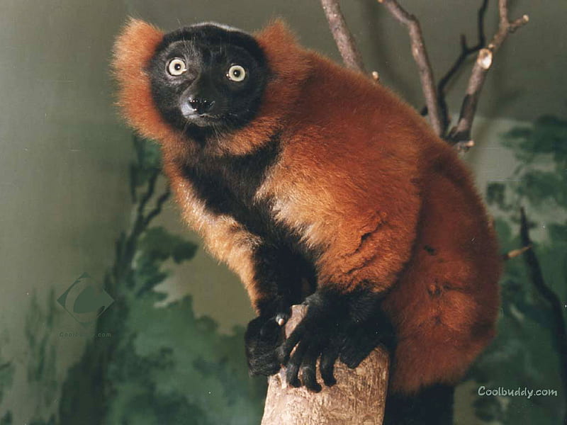 A Red & Black Lemur , lemurs, primates, animals, HD wallpaper