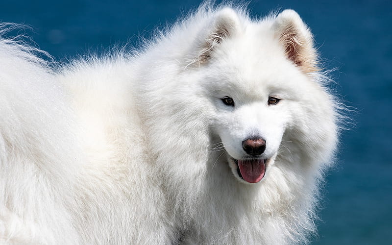 Samoyed, large white dog, fluffy cute animals, pets, dogs, white fluffy dog, spitz, Bjelkier, HD wallpaper