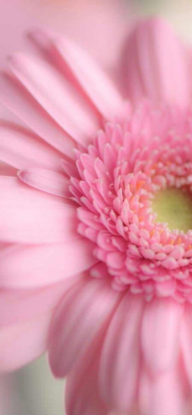 Pink Flower, daisy, flowers, HD phone wallpaper