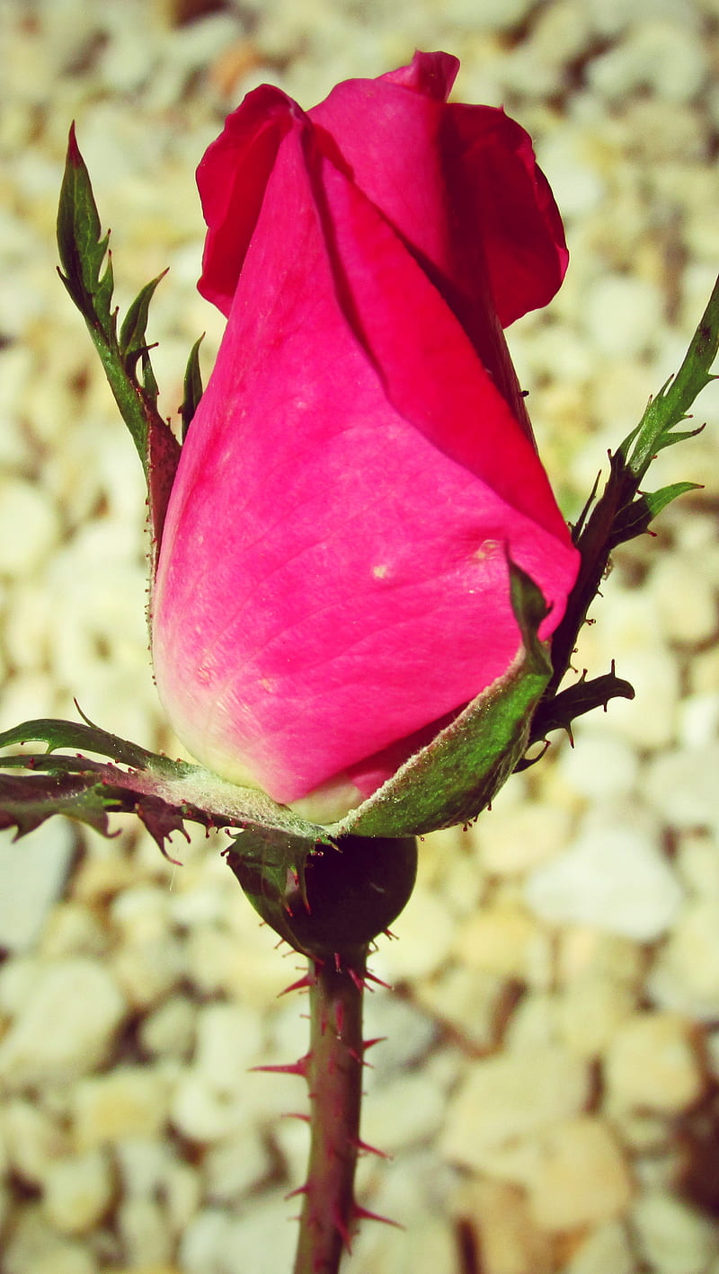 Rosebud, flower, nature, pink, rose, HD phone wallpaper