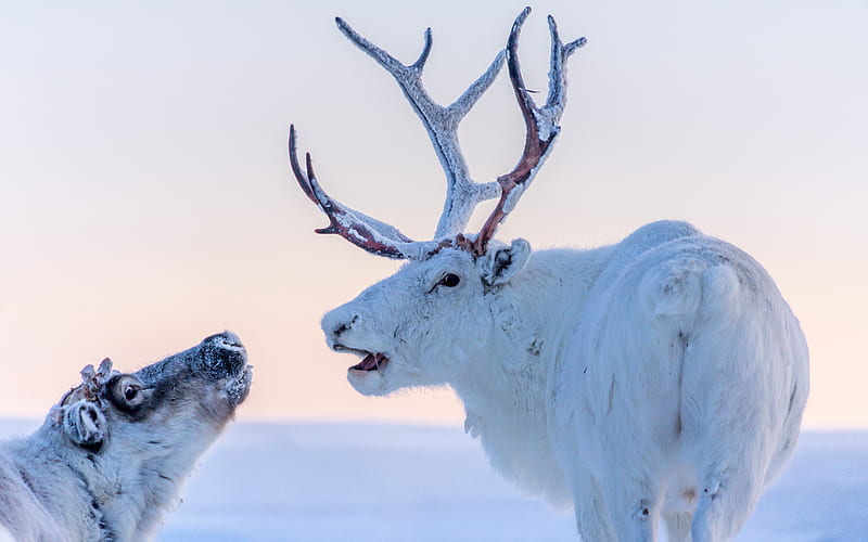 Cold Winter Wild Animals Reindeer Northern Siberia, HD wallpaper