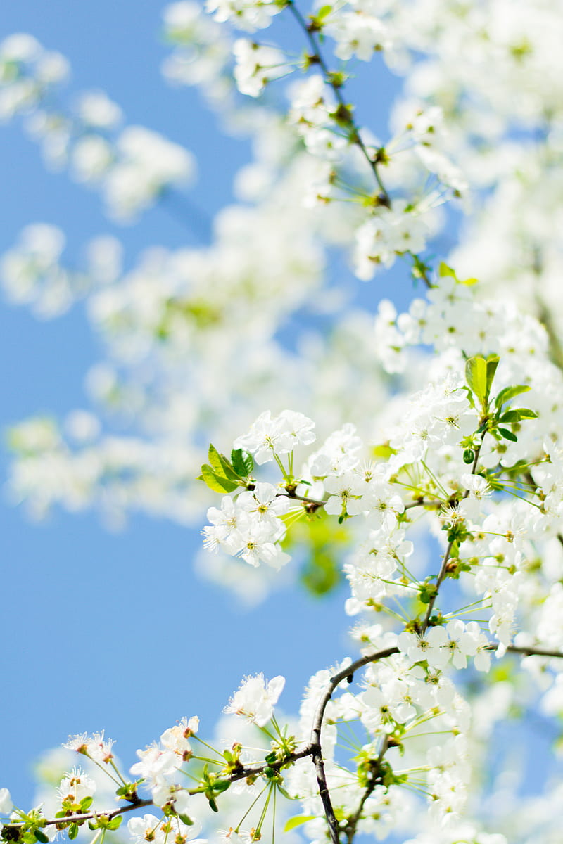 White flowers under blue sky during daytime, HD phone wallpaper | Peakpx