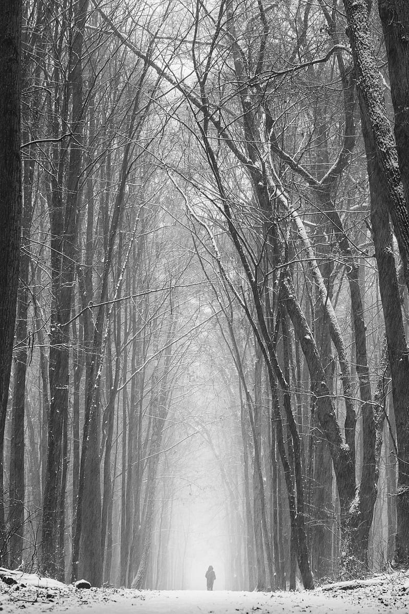 grayscale of bare trees, HD phone wallpaper