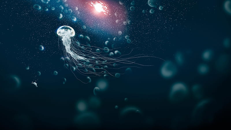 White Jelly Fish Under Deep Sea Animals, HD wallpaper