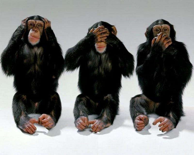 Three Wise monkeys, monkeys, chimps, primates, wild, HD wallpaper