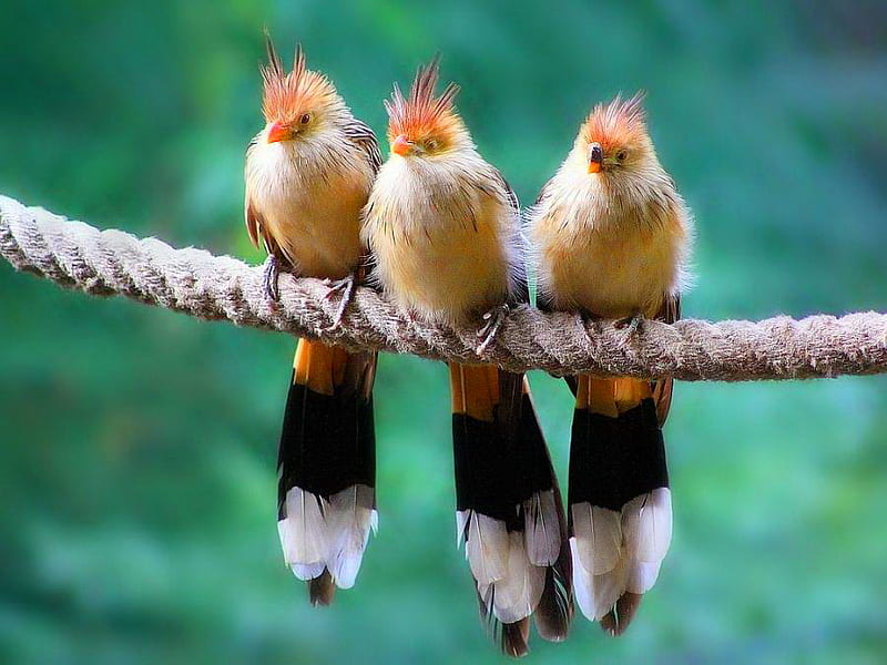 Guira cuckoo, green, orange, birds, black, beige, branch, long tails, HD wallpaper
