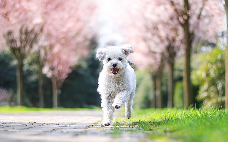 Bichon Frise, white curly dog, jump, cute white dogs, pets, park, dogs, HD wallpaper