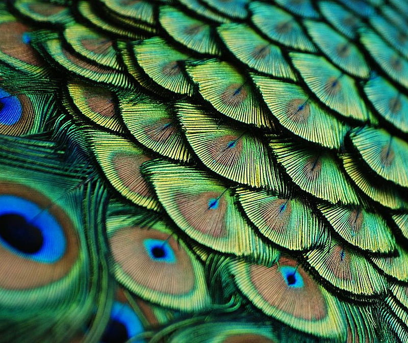 Peacock Feather, feathers, HD wallpaper