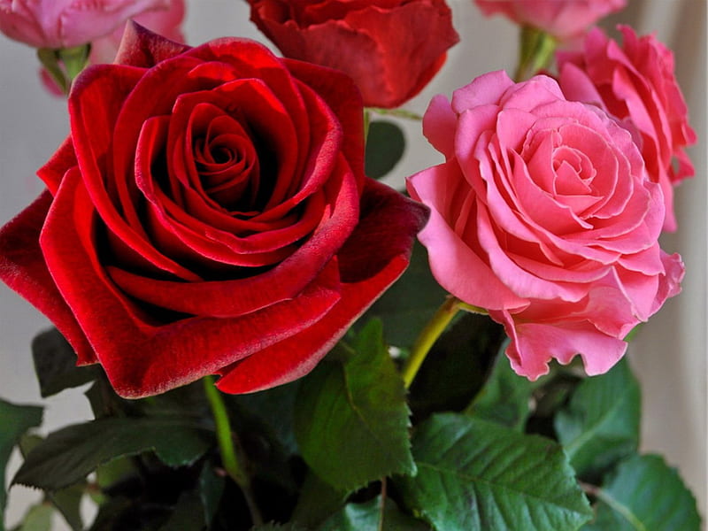 Lovely roses, red, colorful, lovely, scent, bonito, roses, fragrance, leaves, flowers, petals, pink, HD wallpaper