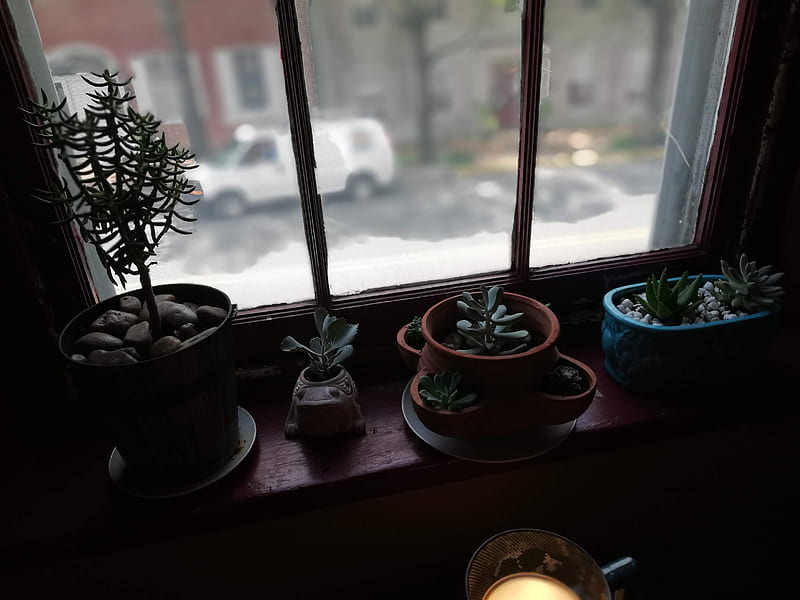 Window Wishing, cactus, feng sheui, flower pits, good morning, indoor plants, morning view, succulent, vintage, HD wallpaper