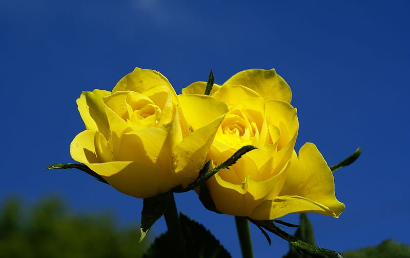 Rosas amarillas, bonitas, rosas, azul, otras, Fondo de pantalla HD | Peakpx