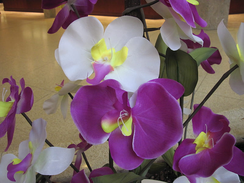 Orchids for Spring, graphy, purple, yellow, Flowers, white, Orchids, HD wallpaper