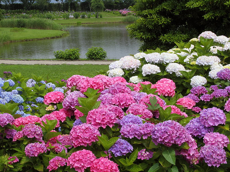 Mass of Colour, colourful, bloom, park, hydrangeas, lake, pond, lavendar, water, flower, path, peaceful, colour, white, pink, blue, HD wallpaper
