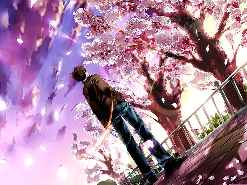 Cherry Blossoms, ipod, original, cloud, male, brown, wind, sunset, sky, short, hair, tree, cool, anime, keishi, blossoms, cherry, HD wallpaper
