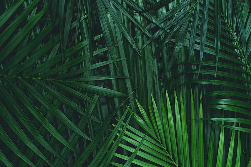 Palm leaves, texture, leaf, vara, green, summer, palm, skin, HD wallpaper
