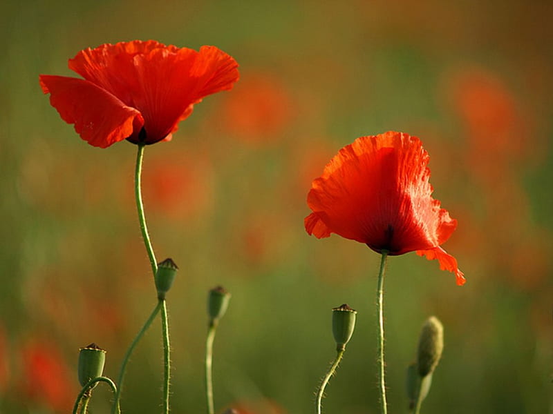 By my side, red, two, poppies, field, HD wallpaper