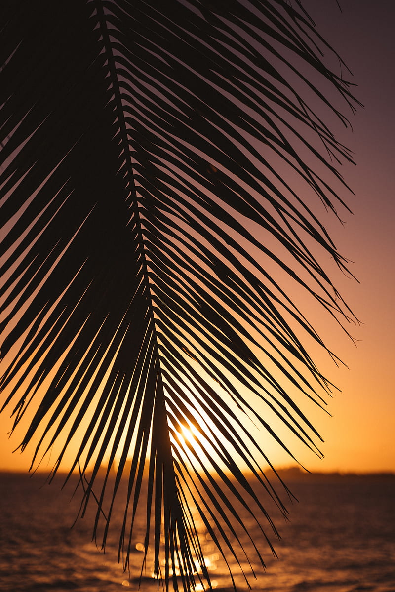 leaf, palm, sunset, horizon, HD phone wallpaper