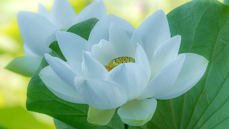 White Lotus, Pond, Soft, Flowers, Lovely, HD wallpaper | Peakpx