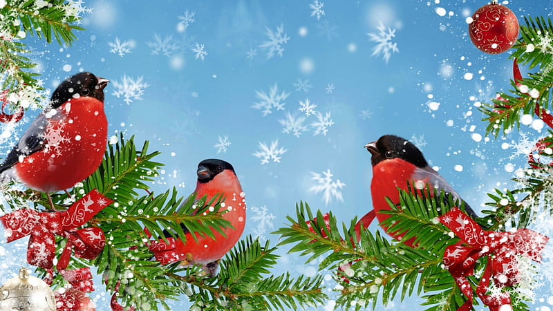 Winter Bright Finches, Christmas, bull finches, birds, sky, winter, tree, snow, berries, snowflakes, HD wallpaper