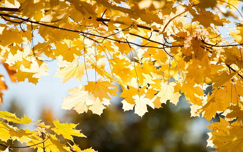 Yellow leaves, sky, sunlight, autumn, tree, Nature, HD wallpaper | Peakpx