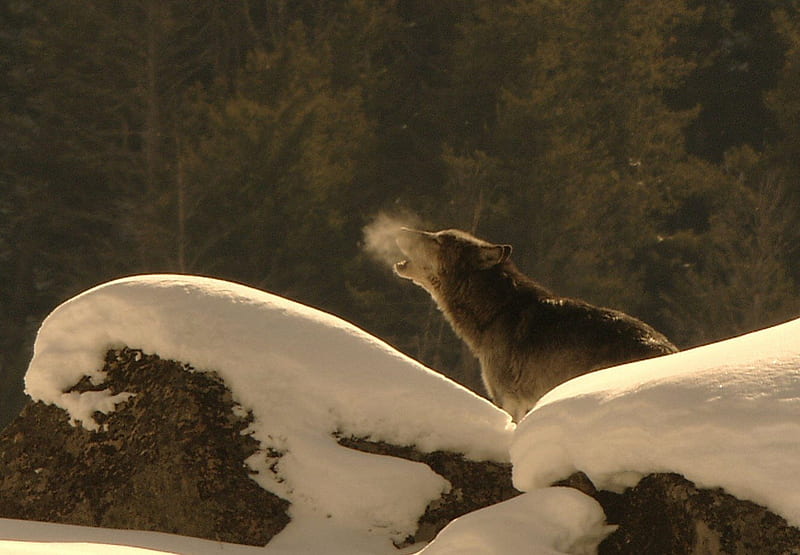 Winter Howl, predator, wolf, snow, wolves, HD wallpaper